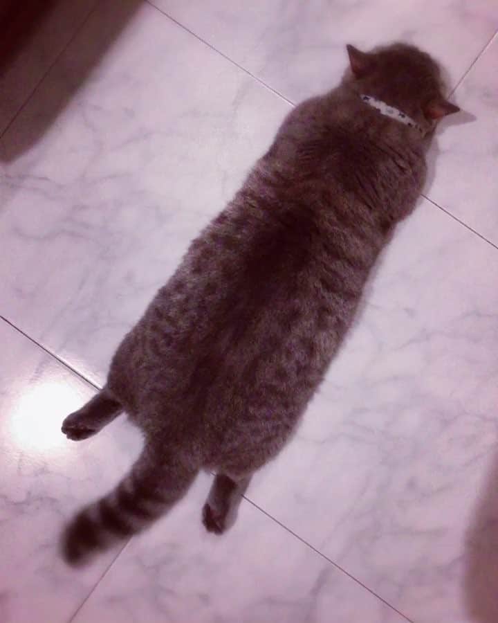 Pancakeのインスタグラム：「!! one of my favorite angles of Pancake ❤️ ‘cos he’s looking like a fluffy loaf of bread 🥖🍞 #cats #catlovers #catsconnect #catstagram #catsoninstagram #catsofinstagram #catoftheday #kittygram #kittensoninstagram #kittensofinstagram #sgcats #pets #petlovers #pancake #petstagram #instagramcats #munchkincats #neko #ねこ #マンチカン」