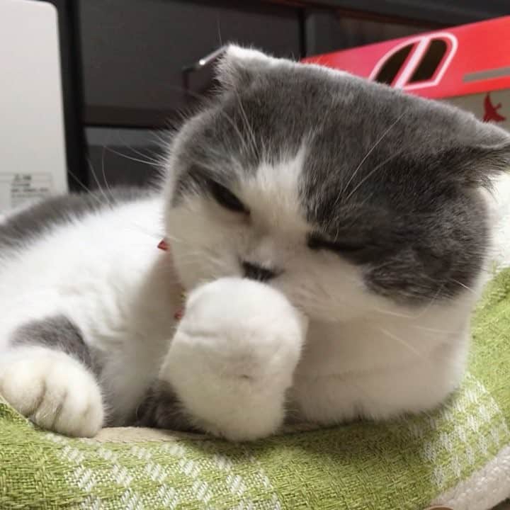 マロニーのインスタグラム：「ハル＜  おてておいちい...おてておいちい...😽 （とてつもなく念入りにおててのお手入れをするハル👏なんだか美味しそう...🤤） #あけましておめでとうございます今年もマロハルをよろしくお願いします🤲 #マシュマロマロニー #猫 #cat #scottishfold #ねこ #ネコ #スコティッシュフォールド #はるさめのハル #毛づくろい #モッフモフ」