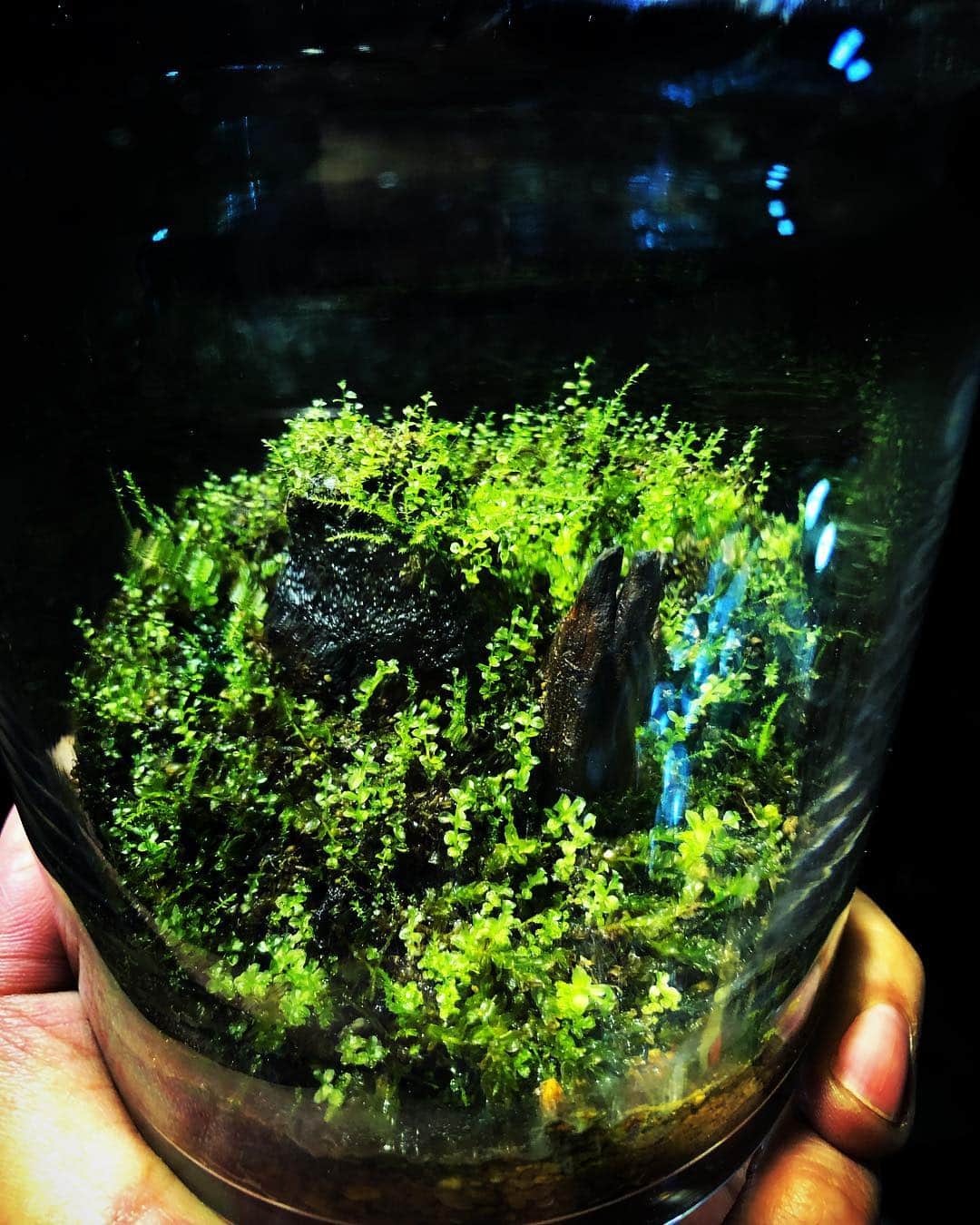金成公信さんのインスタグラム写真 - (金成公信Instagram)「風邪引きまして寝込んでいたのですが、苔や盆栽を見ていると咳と鼻水が止まります。不思議なものです。#苔 #苔テラリウム #moss #mossterrarium #コツボゴケ」1月8日 0時16分 - bonsai_chiba