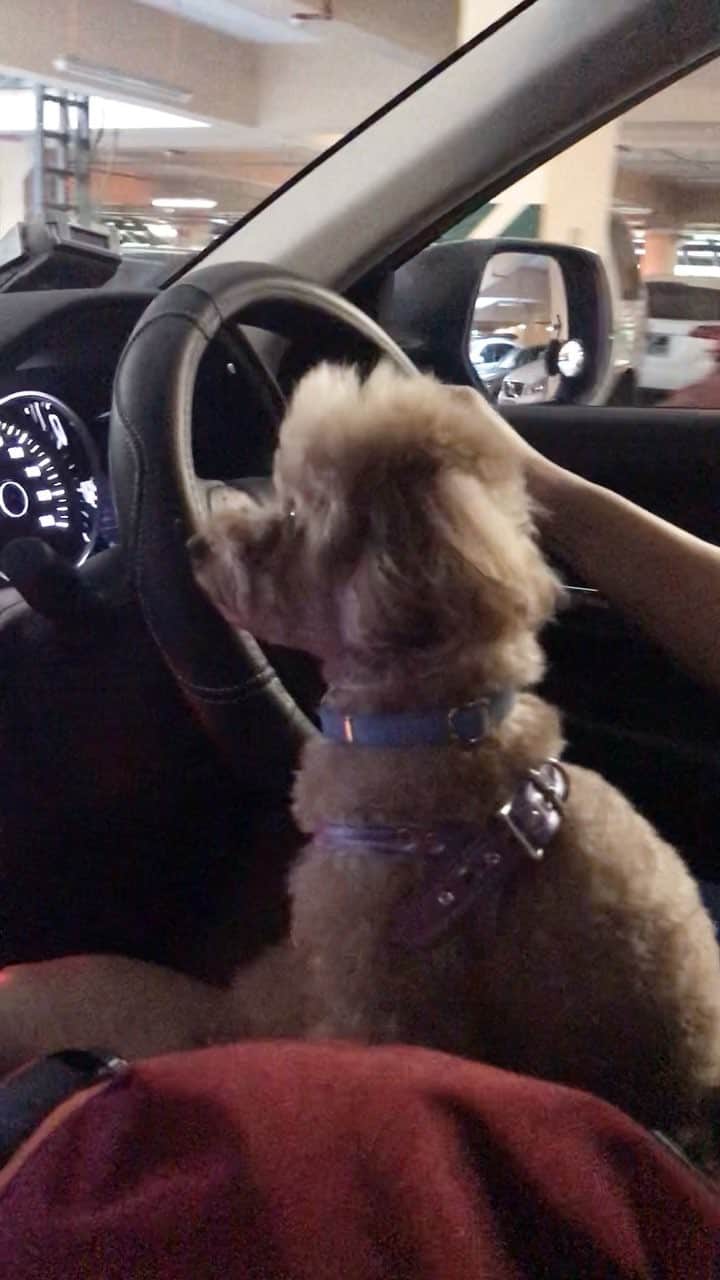 のインスタグラム：「Growl at big 🐶fm far 😂」