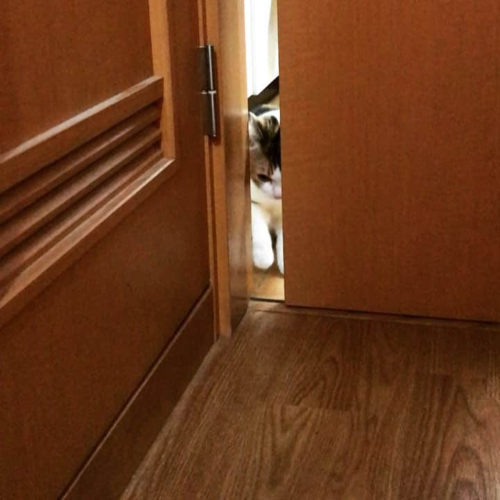 三好春奈のインスタグラム：「すり抜け名人 #myuuuuuu #cat #猫 #引き戸は得意」