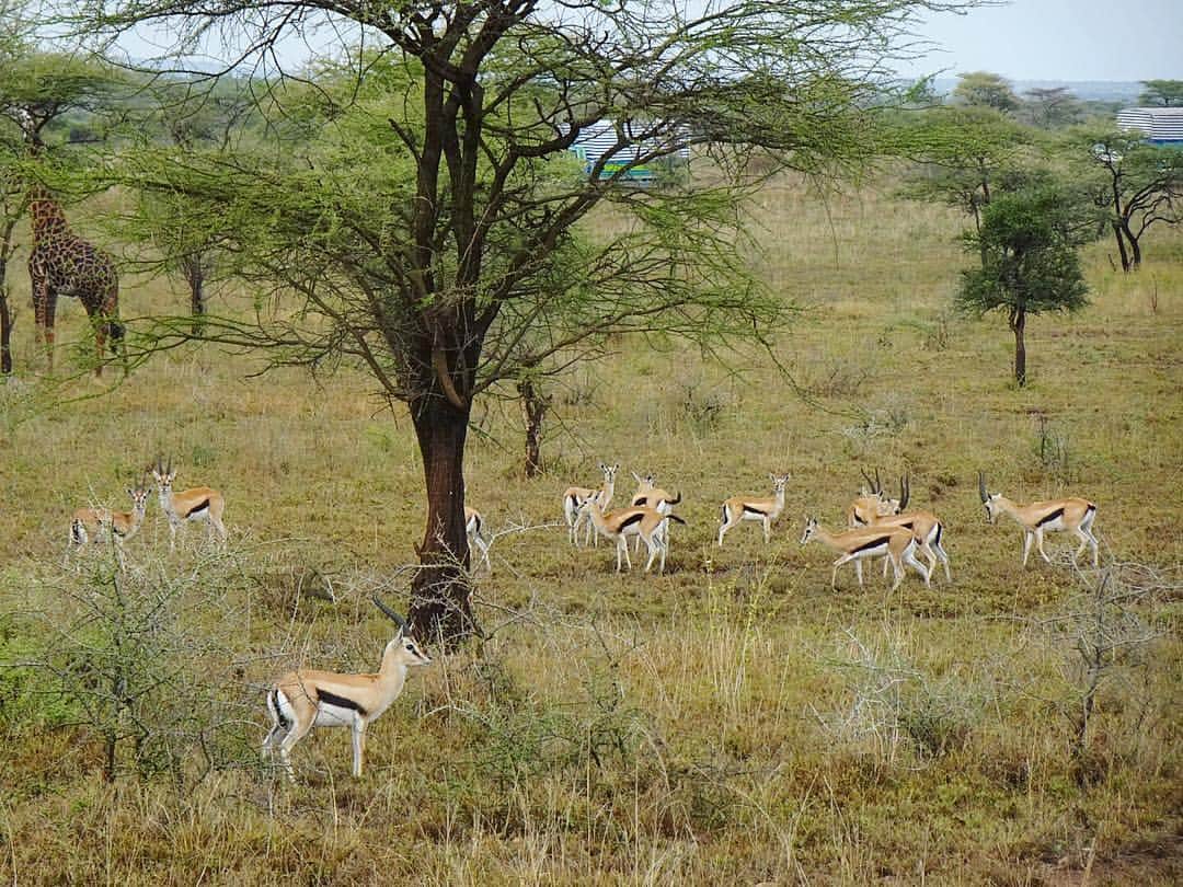 西山真以さんのインスタグラム写真 - (西山真以Instagram)「* 本当に沢山の野生動物に出会うことができたサファリドライブでした！ 🐆🦓🐘🦒🦃🐺🦌 . . サファリの真ん中でのランチタイムも、忘れられない貴重な体験の思い出のひとつになりました✨ . . #tanzania  #serengeti  #nationalpark  #safari #drive #trip」1月8日 23時39分 - mai0830