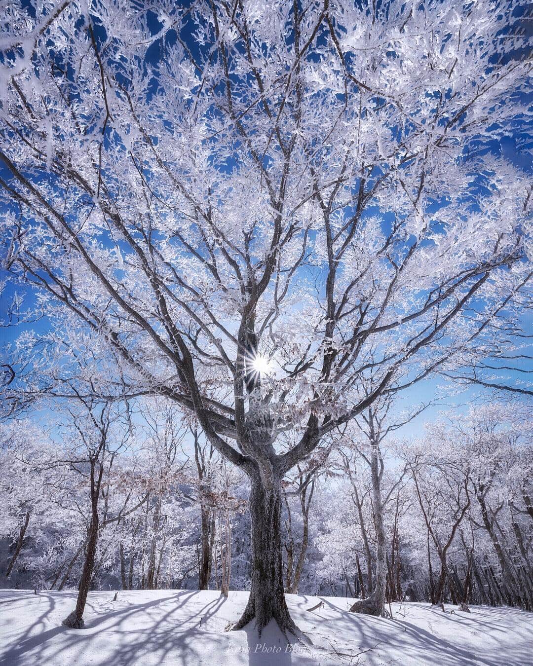 コサさんのインスタグラム写真 - (コサInstagram)「氷華 こんなに美しい霧氷の世界があるんですね😍 アナ雪の世界に迷い込んだみたいでした☃️ . . ***Blessed with the weather, I enjoyed such a beautiful snow scene.*** . . Location:三重 Mie / Japan 🇯🇵 Data:2019.1.4 . . #visitmie #hyakkeime #冬いろ百景 #light_nikon #Japan_Daytime_View #Lovers_Nippon #tokyocameraclub #daily_photo_jpn #art_of_japan_ #IGersJP #photo_jpn #team_jp_ #IG_PHOS #visitjapanjp #ptk_japan #sorakataphoto #pt_life_ #s_shot #kenkotokina_ln2018best #Rox_Captures #igs_world #ig_myshot #planet_earth_shots #wounderful_places #広がり同盟メンバー #nipponpic_member #kf_gallery_vip #photo_travelers #bestjapanpics #あえてシェア」1月9日 7時36分 - kosa_photo