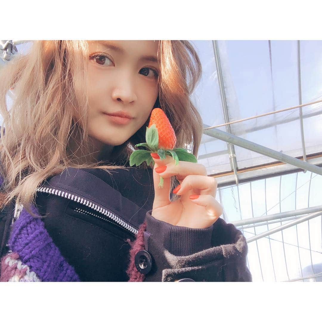 紗栄子さんのインスタグラム写真 - (紗栄子Instagram)「可愛いし美味しいって最高🍓♡ #いちご#GRACE#宮崎#川南町商工会」1月9日 15時28分 - saekoofficial