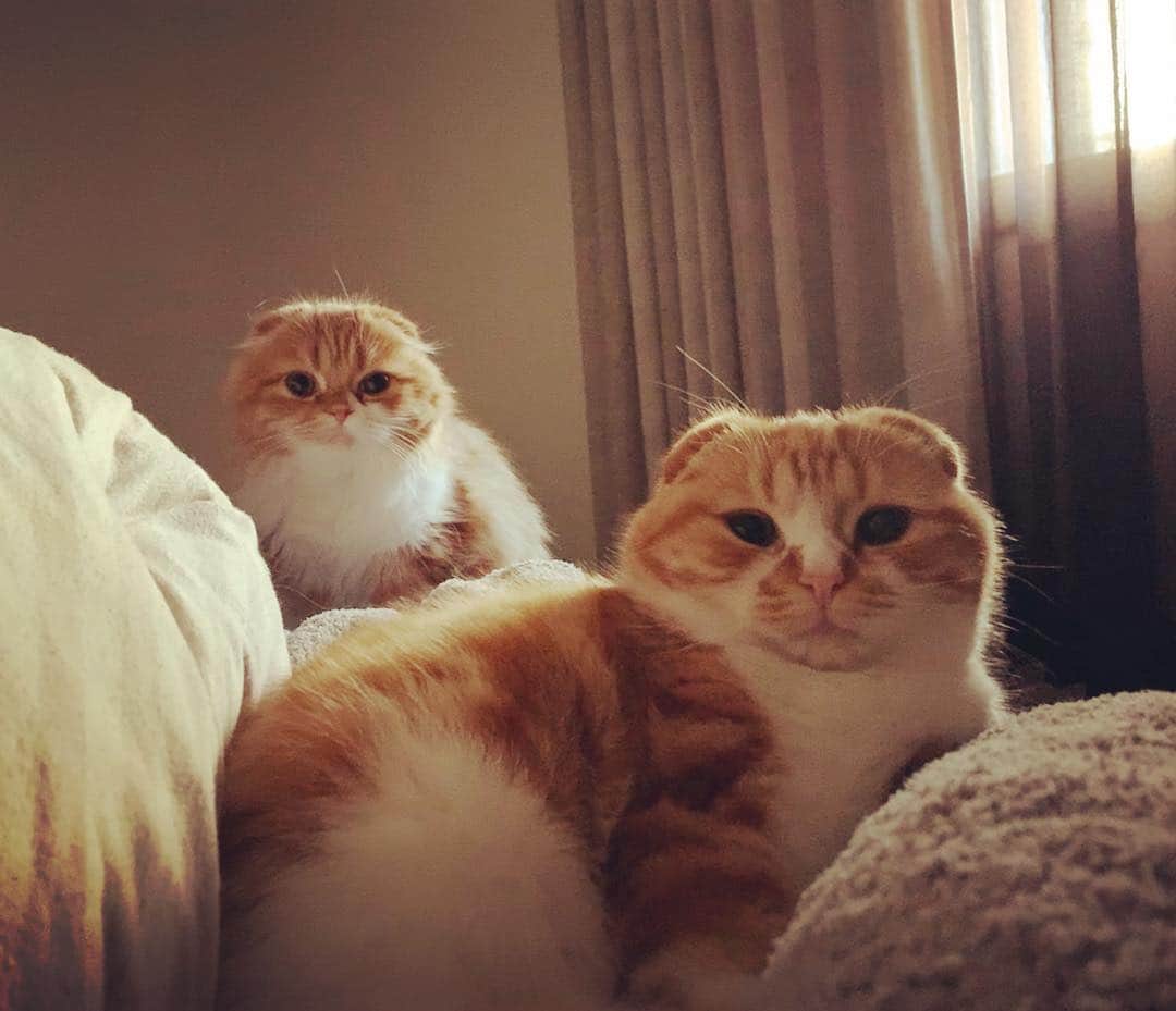 HIKAKINのインスタグラム：「おはよう😐😐 こんな感じで毎日一緒に寝てます🥰  #まるお #もふこ #猫」