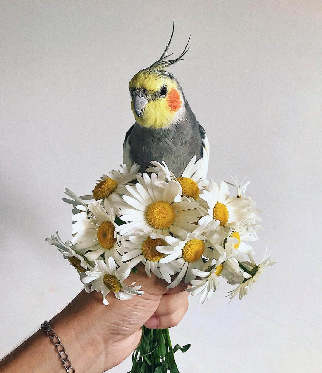 Jackさんのインスタグラム写真 - (JackInstagram)「Some daisies for you 🌼✨💛」1月24日 2時25分 - jackthecockatiel