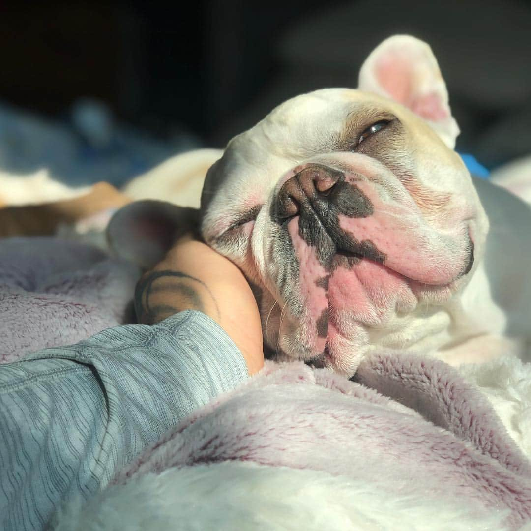 リンキーのインスタグラム：「That big beautiful smile ❤️ @stinkylinkythefrenchie  #frenchie #frenchies #frenchbulldog #dog #dogs #pup #puppies #puppy」