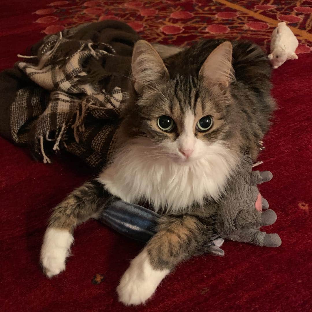 住吉美紀さんのインスタグラム写真 - (住吉美紀Instagram)「あたちのおもちゃ。 These toys are MINE.  #ネコ #ねこ #猫 #cat #catsofinstagram」1月9日 18時24分 - miki_sumiyoshi