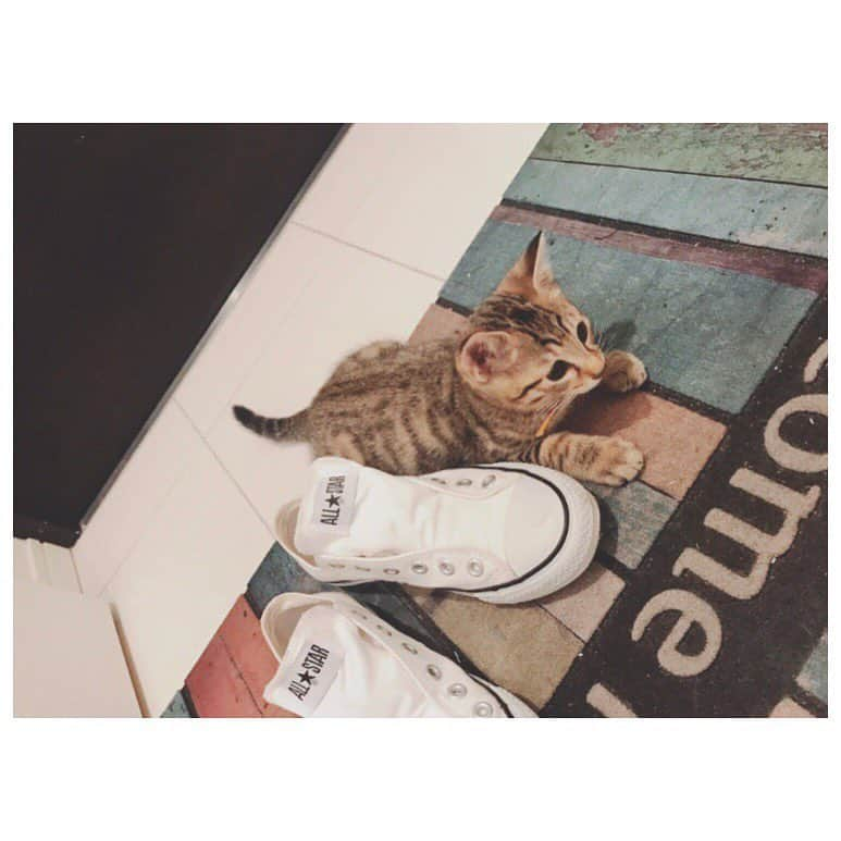 柳ゆり菜さんのインスタグラム写真 - (柳ゆり菜Instagram)「. . めずらしくうちの猫🐈♂の 成長をあげてみる。 . . 里猫で貰ってきた時はてっきり 女の子だと思っていました。 病院で男の子だと聞いた時はびっくり。 . . ・1枚目 私お気に入りのE.T. ・2枚目 寝顔は飼い主同様半目です。 ・3枚目 私のコンバースと同じサイズ感 ・4枚目 私の見立て通り女子な顔つきになっていく息子 ・5〜6枚目 うざいママについに来た反抗期 ・７枚目 抱っこはあんまり好きじゃないけど、飼い主をどこまでも追いかけ回して逃がさないストーカーの顔。 ・８枚目 「まぁ、どこかは触れておきたいんですよね。」っていう生意気な顔。 . 少しでも触ると ゴロゴロ星人なティンガ君。 . なぜか私にだけ大声で 鳴き叫んでくるティンガ君。 . おやつのためならハイタッチができちゃう媚び売りティンガ君。 . 赤ちゃんの頃から相棒の きったないネズミのぬいぐるみを ひたすらに「取ってこい」してくる犬のようなティンガ君。 . 運動神経悪い癖に、最近脚力が上がってきて調子乗って高い所にいくティンガ君。 . 結果降りれず、私に助けを求めるティンガ君。 . . 愛おしすぎる。 . . #お猫様 #1歳6ヶ月 #里猫」1月9日 22時23分 - yurinayanagi__