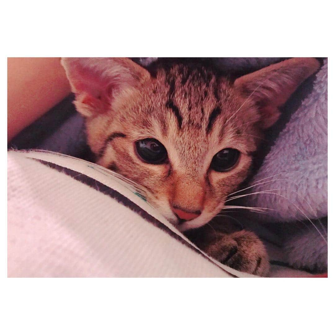 柳ゆり菜さんのインスタグラム写真 - (柳ゆり菜Instagram)「. . めずらしくうちの猫🐈♂の 成長をあげてみる。 . . 里猫で貰ってきた時はてっきり 女の子だと思っていました。 病院で男の子だと聞いた時はびっくり。 . . ・1枚目 私お気に入りのE.T. ・2枚目 寝顔は飼い主同様半目です。 ・3枚目 私のコンバースと同じサイズ感 ・4枚目 私の見立て通り女子な顔つきになっていく息子 ・5〜6枚目 うざいママについに来た反抗期 ・７枚目 抱っこはあんまり好きじゃないけど、飼い主をどこまでも追いかけ回して逃がさないストーカーの顔。 ・８枚目 「まぁ、どこかは触れておきたいんですよね。」っていう生意気な顔。 . 少しでも触ると ゴロゴロ星人なティンガ君。 . なぜか私にだけ大声で 鳴き叫んでくるティンガ君。 . おやつのためならハイタッチができちゃう媚び売りティンガ君。 . 赤ちゃんの頃から相棒の きったないネズミのぬいぐるみを ひたすらに「取ってこい」してくる犬のようなティンガ君。 . 運動神経悪い癖に、最近脚力が上がってきて調子乗って高い所にいくティンガ君。 . 結果降りれず、私に助けを求めるティンガ君。 . . 愛おしすぎる。 . . #お猫様 #1歳6ヶ月 #里猫」1月9日 22時23分 - yurinayanagi__