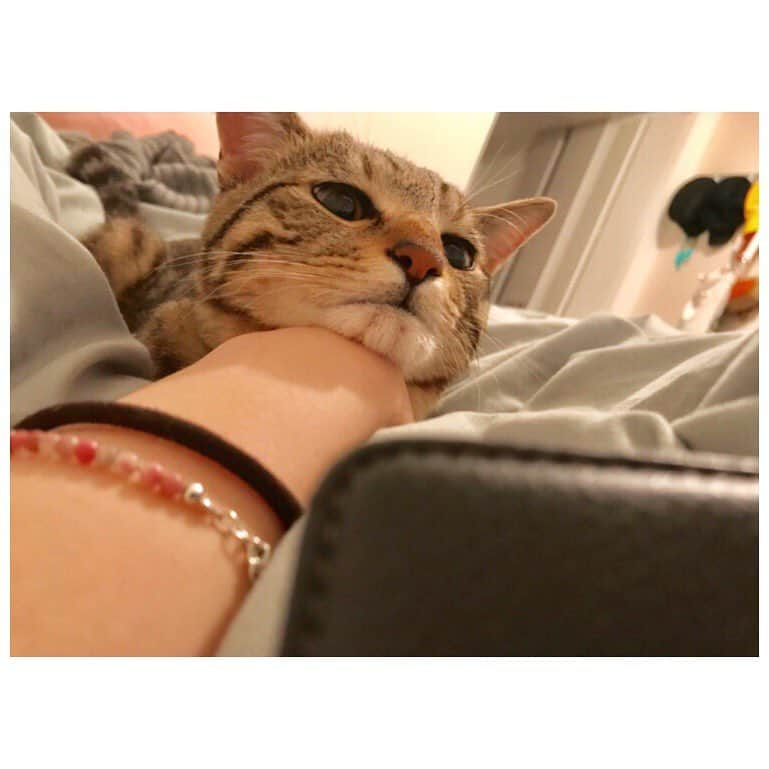 柳ゆり菜さんのインスタグラム写真 - (柳ゆり菜Instagram)「. . めずらしくうちの猫🐈♂の 成長をあげてみる。 . . 里猫で貰ってきた時はてっきり 女の子だと思っていました。 病院で男の子だと聞いた時はびっくり。 . . ・1枚目 私お気に入りのE.T. ・2枚目 寝顔は飼い主同様半目です。 ・3枚目 私のコンバースと同じサイズ感 ・4枚目 私の見立て通り女子な顔つきになっていく息子 ・5〜6枚目 うざいママについに来た反抗期 ・７枚目 抱っこはあんまり好きじゃないけど、飼い主をどこまでも追いかけ回して逃がさないストーカーの顔。 ・８枚目 「まぁ、どこかは触れておきたいんですよね。」っていう生意気な顔。 . 少しでも触ると ゴロゴロ星人なティンガ君。 . なぜか私にだけ大声で 鳴き叫んでくるティンガ君。 . おやつのためならハイタッチができちゃう媚び売りティンガ君。 . 赤ちゃんの頃から相棒の きったないネズミのぬいぐるみを ひたすらに「取ってこい」してくる犬のようなティンガ君。 . 運動神経悪い癖に、最近脚力が上がってきて調子乗って高い所にいくティンガ君。 . 結果降りれず、私に助けを求めるティンガ君。 . . 愛おしすぎる。 . . #お猫様 #1歳6ヶ月 #里猫」1月9日 22時23分 - yurinayanagi__