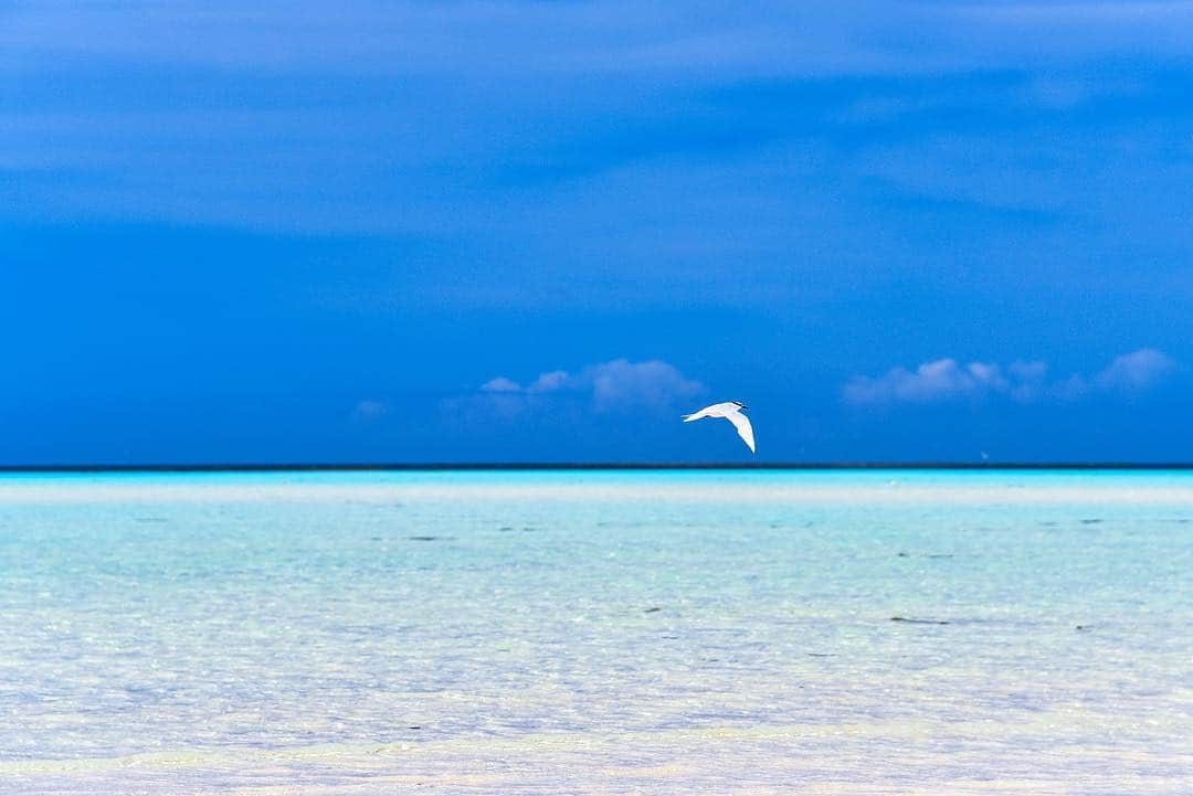 Syuuichi Yamadaさんのインスタグラム写真 - (Syuuichi YamadaInstagram)「アジサシ🦢 南国ぽくって好きな鳥🏝 沢山のアジサシが 沖縄のきれいな海で 羽ばたいてる写真を 撮ってみたいなぁ😆✨」1月10日 20時32分 - yama_ok5
