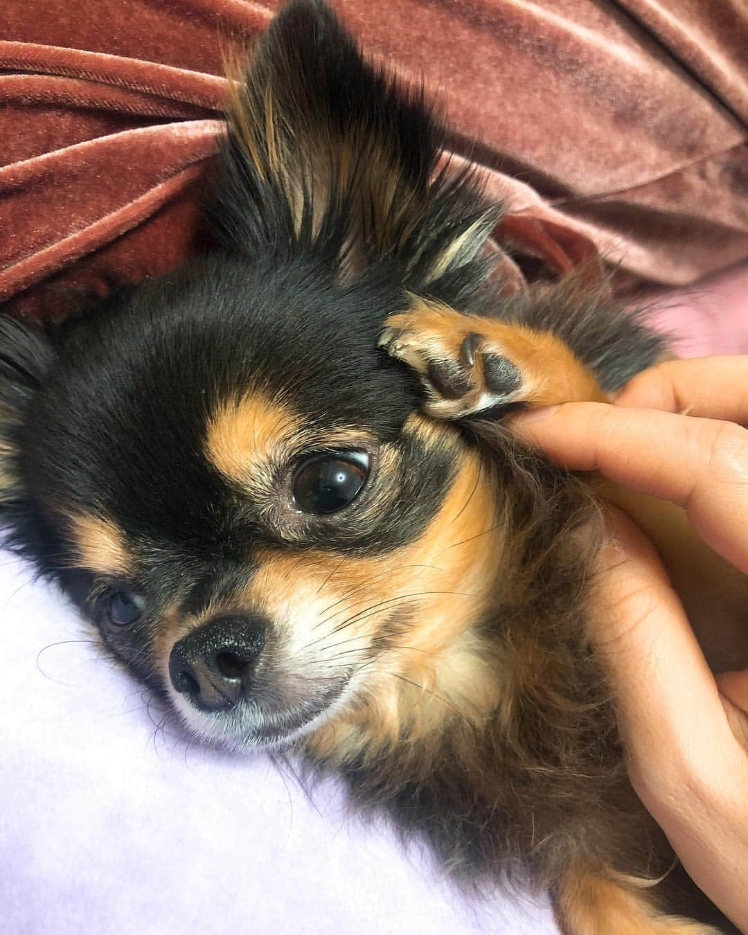 梅田悠のインスタグラム：「てへ🐶(やらせてる笑) #Uluさん #愛犬 #チワワ」