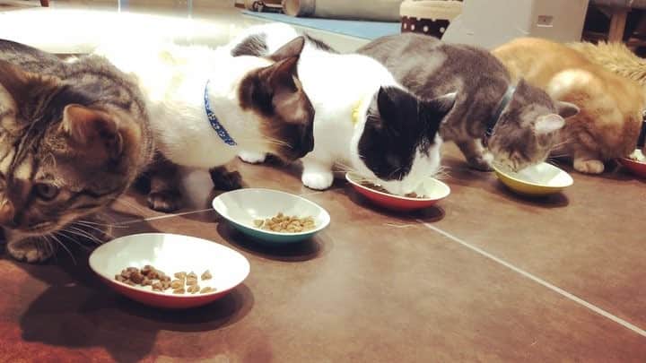 HIDEKiSMのインスタグラム：「こないだ行った猫カフェの餌やりシーン🐈 美人だらけだったー😻 でも1番美人なのはひじたん。  #cat #猫 #猫カフェ」