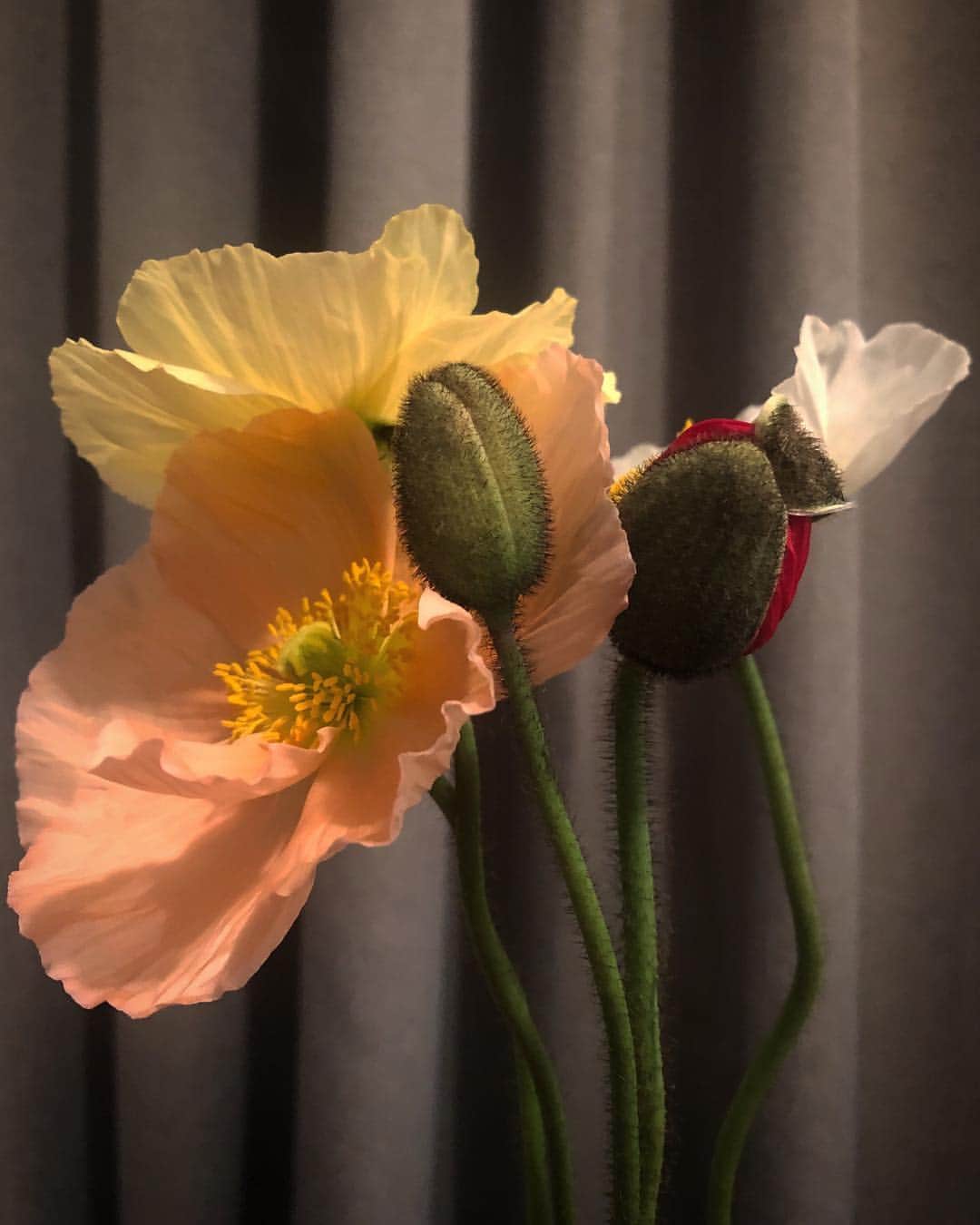 のインスタグラム：「#Papaver :oblivion :sleep :imagination」