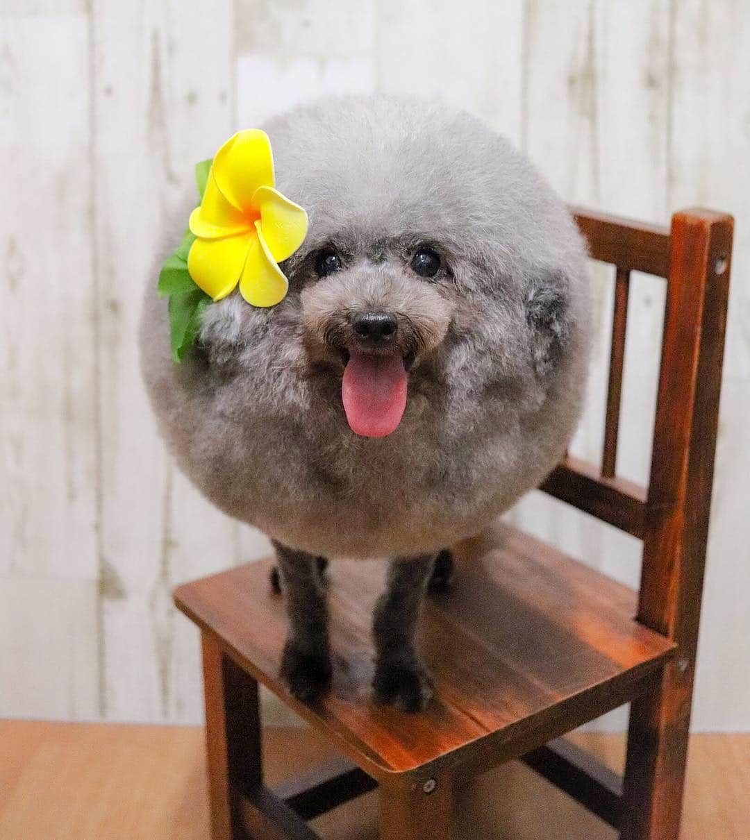 Instagramさんのインスタグラム写真 - (InstagramInstagram)「Photo by @yorikokoro Hello, world! For today’s #WeeklyFluff, we’re having a ball with Goma, a 5-year-old poodle who’s been groomed to be incredibly well-rounded. According to his human, Yoriko Hamachiyo (@yorikokoro), it takes two hours to transform Goma into a circular sensation. Thankfully, Yoriko is a dog groomer and owns a pet salon, where Goma gets the supermodel treatment he deserves. See more of Goma and let this fluff ball bounce into your life, today on our story.」1月11日 4時16分 - instagram