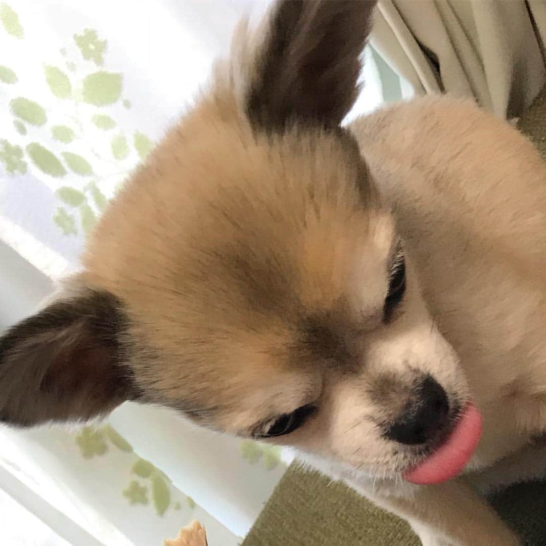 橘柊生さんのインスタグラム写真 - (橘柊生Instagram)「うちの犬が可愛い件について あ、ろにぃ誕生日おめでとう可愛い #ろにぃ #アグ #アップすぎ #シュールですね」1月11日 14時33分 - to_i1015
