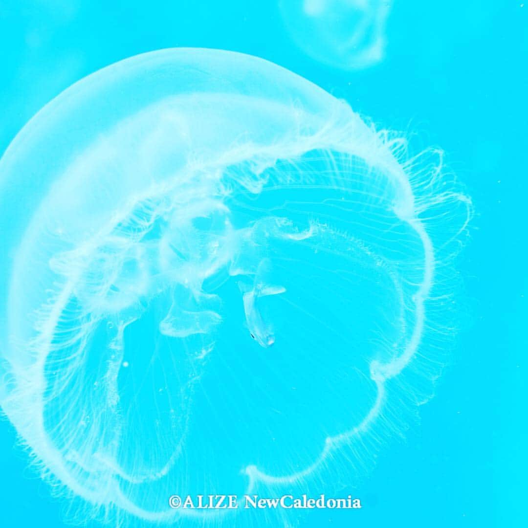 alize 「アリゼ」のインスタグラム：「安全停止中に#クラゲ に遭遇 @alizedive  #underwatermarco #divermag #underwaterphotography #uwphotographer #instadive #water_of_our_world #scubadiving #instagramjapan #lascuba #total_underwater #underwaterworld #marcophotography #divepix #kings_underwater #sportdivermag #discoverocean #sucubadivingmag #underwaterlife #alizedive #newcaledonia #nouvellecaledonie #水中写真 #ニューカレドニア #noumea  #癒し  #海 #水中写真」