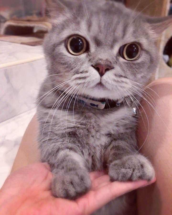 Pancakeのインスタグラム：「❤️ this bae on a Friday! 😍 #cats #catlovers #catsconnect #catstagram #catsoninstagram #catsofinstagram #catoftheday #kittygram #kittensoninstagram #kittensofinstagram #sgcats #pets #petlovers #pancake #petstagram #instagramcats #munchkincats #neko #ねこ #マンチカン」