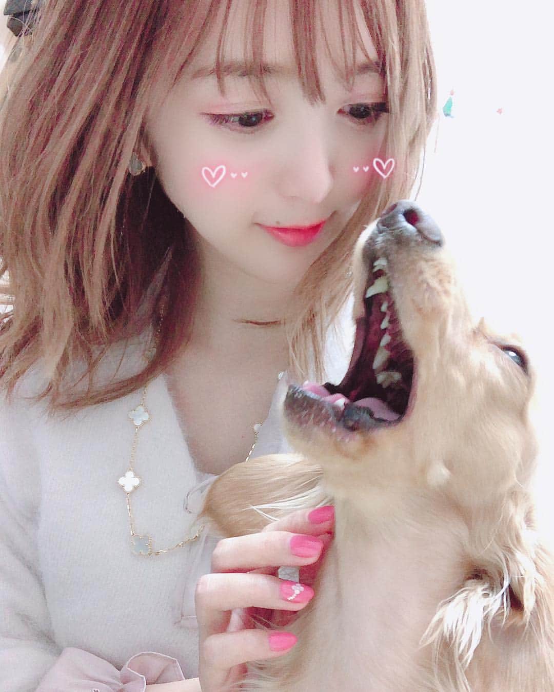 のインスタグラム：「今年はブサカワシリーズな写真しか撮れてないなぁ🐶！ . . ママからのんちゃんへのお願い👩 . もう少しおしとやかで女の子らしくなってネ🎀 . #愛犬 #癒し #女の子 #ミニチュアダックスフンド #ゆうたむの犬🐶」