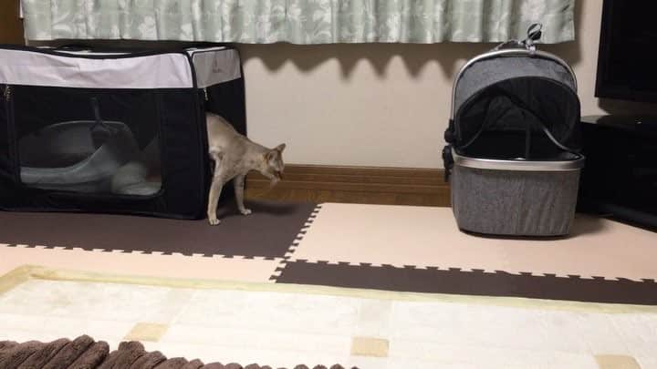 モルト♡Malt(Singapuracat)のインスタグラム：「2019年の初投稿は、モルちゃんが開けました動画です😺🎍 実家へ帰省中は、お風呂とかお食事で目を離す時にポータブルケージに入ってもらってたんだけど… 部屋に戻ってきたらモルちゃんが当たり前のようにケージの外のカーペットで寝ていて、なんで？！ってすごい焦って💦 幸いイタズラとか何もしてなかったからよかったけど… どうやって出てるのか隠し撮りしたよー🤫 * このケージすごい気に入ったから家用にも買い足すけど、ダブルジッパーが開けられないようにロック掛けないとね😹 * * #catvideo #猫動画 #ポータブルケージ」