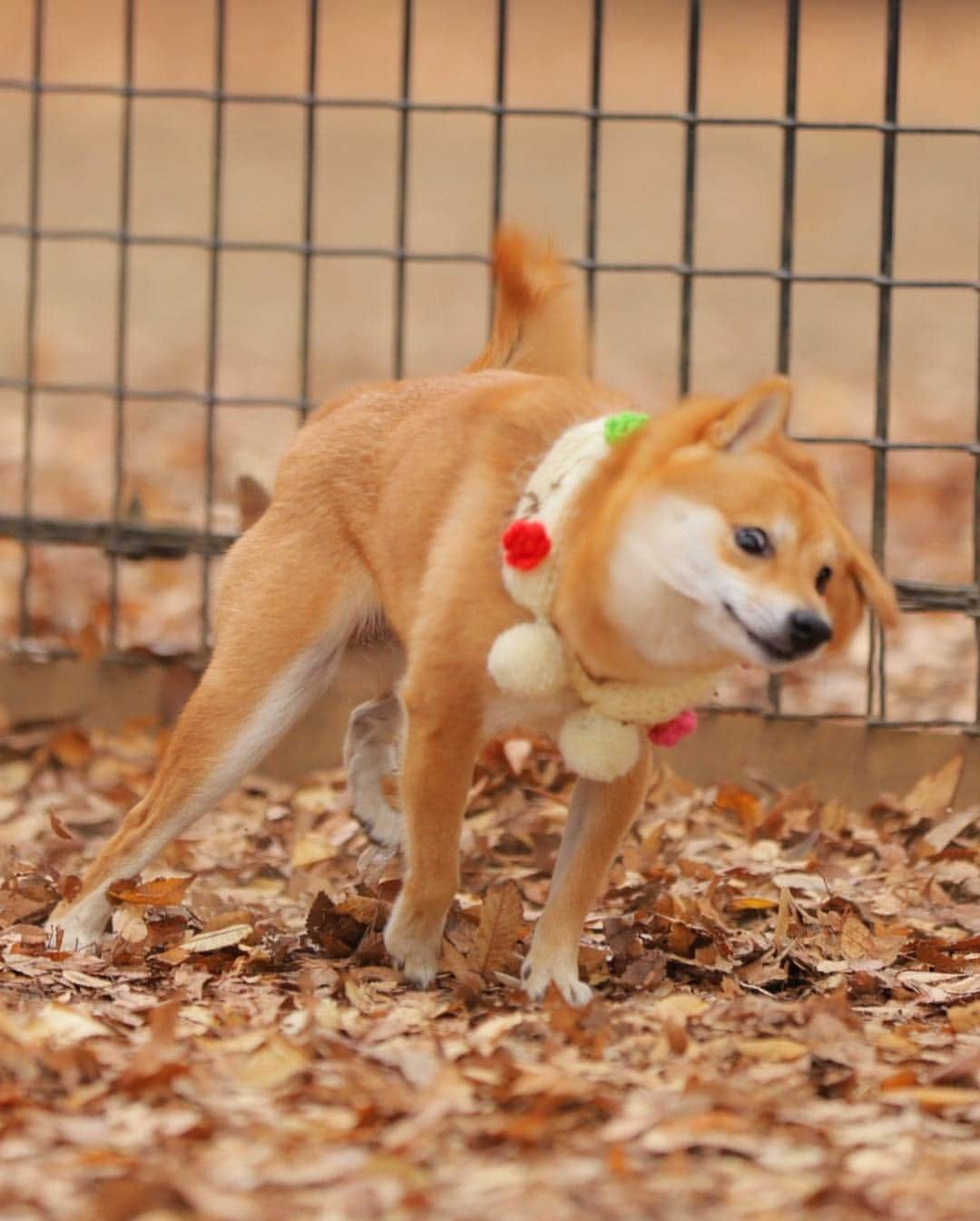 豆柴にこちゃんさんのインスタグラム写真 - (豆柴にこちゃんInstagram)「🐶🧣 にこが着けてる、 ぽっちゃんマフラーお花タイプ🌼 . ぽっちゃん @mameshiba_potechi のインスタにて予約販売受付中❣️ . 予約は1月15日まで😊 . ♨️商品の効能 ●愛犬のかわいさ倍増 . ●異性にモテる . ●首があったか . ●お散歩中に道行く人に 「ワンちゃんがマフラーしてる！かわいー💕」 って褒めてもらえる . ●柴イベントで大勢の犬に紛れても、 一瞬で見分けがつく . ●ぽっちゃんマフラー持ってる子は、 皆兄弟みたいな感情が芽生える . ●飼い主が編んだと勘違いされることが多く、 あたかも自分が編み物できる人かのような感じになれる . 📮お届けは10月中旬〜11月中旬 . You‼️にことおそろのマフラー にシチャイナヨ‼️ . #ぽっちゃんマフラーオフ会やってほしい . #柴犬#豆柴#pecoいぬ部#犬#わんこ#まめしば#west_dog_japan#犬#todayswanko#ここ柴部#shibainu#dog#mameshiba#pecotv#dog#いぬのきもち部#しばいぬ#しばけん#こいぬ#シバイヌ#いぬ#イヌ#赤柴#マメシバ#ペット#日本犬#子犬」1月11日 20時25分 - nikochan.mame48