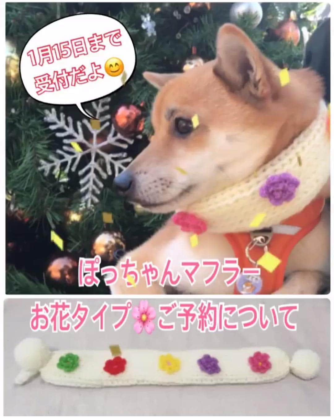 豆柴にこちゃんさんのインスタグラム写真 - (豆柴にこちゃんInstagram)「🐶🧣 にこが着けてる、 ぽっちゃんマフラーお花タイプ🌼 . ぽっちゃん @mameshiba_potechi のインスタにて予約販売受付中❣️ . 予約は1月15日まで😊 . ♨️商品の効能 ●愛犬のかわいさ倍増 . ●異性にモテる . ●首があったか . ●お散歩中に道行く人に 「ワンちゃんがマフラーしてる！かわいー💕」 って褒めてもらえる . ●柴イベントで大勢の犬に紛れても、 一瞬で見分けがつく . ●ぽっちゃんマフラー持ってる子は、 皆兄弟みたいな感情が芽生える . ●飼い主が編んだと勘違いされることが多く、 あたかも自分が編み物できる人かのような感じになれる . 📮お届けは10月中旬〜11月中旬 . You‼️にことおそろのマフラー にシチャイナヨ‼️ . #ぽっちゃんマフラーオフ会やってほしい . #柴犬#豆柴#pecoいぬ部#犬#わんこ#まめしば#west_dog_japan#犬#todayswanko#ここ柴部#shibainu#dog#mameshiba#pecotv#dog#いぬのきもち部#しばいぬ#しばけん#こいぬ#シバイヌ#いぬ#イヌ#赤柴#マメシバ#ペット#日本犬#子犬」1月11日 20時25分 - nikochan.mame48