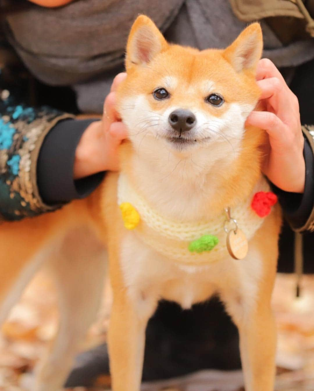 豆柴にこちゃんさんのインスタグラム写真 - (豆柴にこちゃんInstagram)「🐶🧣 にこが着けてる、 ぽっちゃんマフラーお花タイプ🌼 . ぽっちゃん @mameshiba_potechi のインスタにて予約販売受付中❣️ . 予約は1月15日まで😊 . ♨️商品の効能 ●愛犬のかわいさ倍増 . ●異性にモテる . ●首があったか . ●お散歩中に道行く人に 「ワンちゃんがマフラーしてる！かわいー💕」 って褒めてもらえる . ●柴イベントで大勢の犬に紛れても、 一瞬で見分けがつく . ●ぽっちゃんマフラー持ってる子は、 皆兄弟みたいな感情が芽生える . ●飼い主が編んだと勘違いされることが多く、 あたかも自分が編み物できる人かのような感じになれる . 📮お届けは10月中旬〜11月中旬 . You‼️にことおそろのマフラー にシチャイナヨ‼️ . #ぽっちゃんマフラーオフ会やってほしい . #柴犬#豆柴#pecoいぬ部#犬#わんこ#まめしば#west_dog_japan#犬#todayswanko#ここ柴部#shibainu#dog#mameshiba#pecotv#dog#いぬのきもち部#しばいぬ#しばけん#こいぬ#シバイヌ#いぬ#イヌ#赤柴#マメシバ#ペット#日本犬#子犬」1月11日 20時25分 - nikochan.mame48