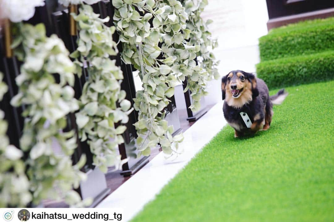 アーカンジェル 迎賓館　仙台さんのインスタグラム写真 - (アーカンジェル 迎賓館　仙台Instagram)「＂pet wedding＂ ペットは飼っている人にとって大切な家族♡ ・ だからこそペットにもおもてなしを＊ ・ T&Gでは、挙式のお手伝いをしてもらった後はペットシッターさんが面倒を見てくれたり、飼っているワンちゃんに合ったおもちゃをプレゼントすることも。 ・ ご興味のある方は会場までお問い合わせください♡ ・ . .@arkangel_geihinkan_sendai . .@kaihatsu_wedding_tg . . ……………………………………………………………… . . 【#TG花嫁】 【#アーカンジェル迎賓館仙台】 【#仙台花嫁】 のハッシュタグをつけて写真をアップすると アーカンジェル迎賓館仙台公式アカウントに 掲載されるかも！ たくさん投稿してください😘 お待ちしております✌︎ . . ……………………………………………………………… . 皆さまからのいいね！やコメントお待ちしております♡ 気軽に話しかけてください♫ . アーカンジェル迎賓館仙台 卒花嫁様 からの 投稿、コメントも楽しみにしております♫. . ********************************************* . ワンちゃんと🐶 . . とっても素敵な写真✨ . . ******************************************** . . #tg花嫁 #アーカンジェル迎賓館仙台 #takeandgiveneeds #仙台 #仙台駅前 #仙台結婚式 #仙台女子 #プレ花嫁  #仙台プレ花嫁 #仙台写真倶楽部 #結婚式レポ #結婚式 #プレ花嫁 #夏婚#秋婚 #日本中のプレ花嫁と繋がりたい #結婚式準備中 #オリジナルウェディング #ガーデンウェディング #入籍しました#プロポーズ #ペット #ペットは家族 #わんちゃん  #チャペル #前撮り」1月12日 13時48分 - arkangel_geihinkan_sendai