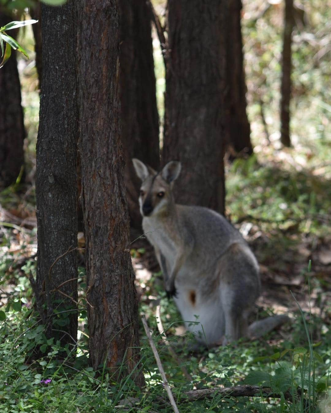 杉谷拳士さんのインスタグラム写真 - (杉谷拳士Instagram)「🇦🇺野生化計画17日目〜  最近は最新技術を用いてトレーニングをしていました‼︎ 野生化とは何か❓ 自問自答する日々が続いていました。 昼休憩中、野生のワラビーに遭遇。 写真撮影をするkenny、一歩ずつ歩み寄って行く。 その時‼︎‼︎一瞬で逃げたワラビー。 頭の中で何かが弾けました‼︎ これだッッ💡‼︎⁇ この瞬発力だッッ💡‼︎‼︎ オーストラリア🇦🇺でワラビー走法を取得しました✨‼︎笑 . . ⚠️ちゃんと練習してますのでご安心を^_^  What can be done by changing the environments are the stimulus. We can find hints of the growth in our daily life.  #tbs #sport #australia #brisbane #wallabee #ワラビー走法 #野生化 #ジョブチューン」1月12日 19時25分 - kenshi.02