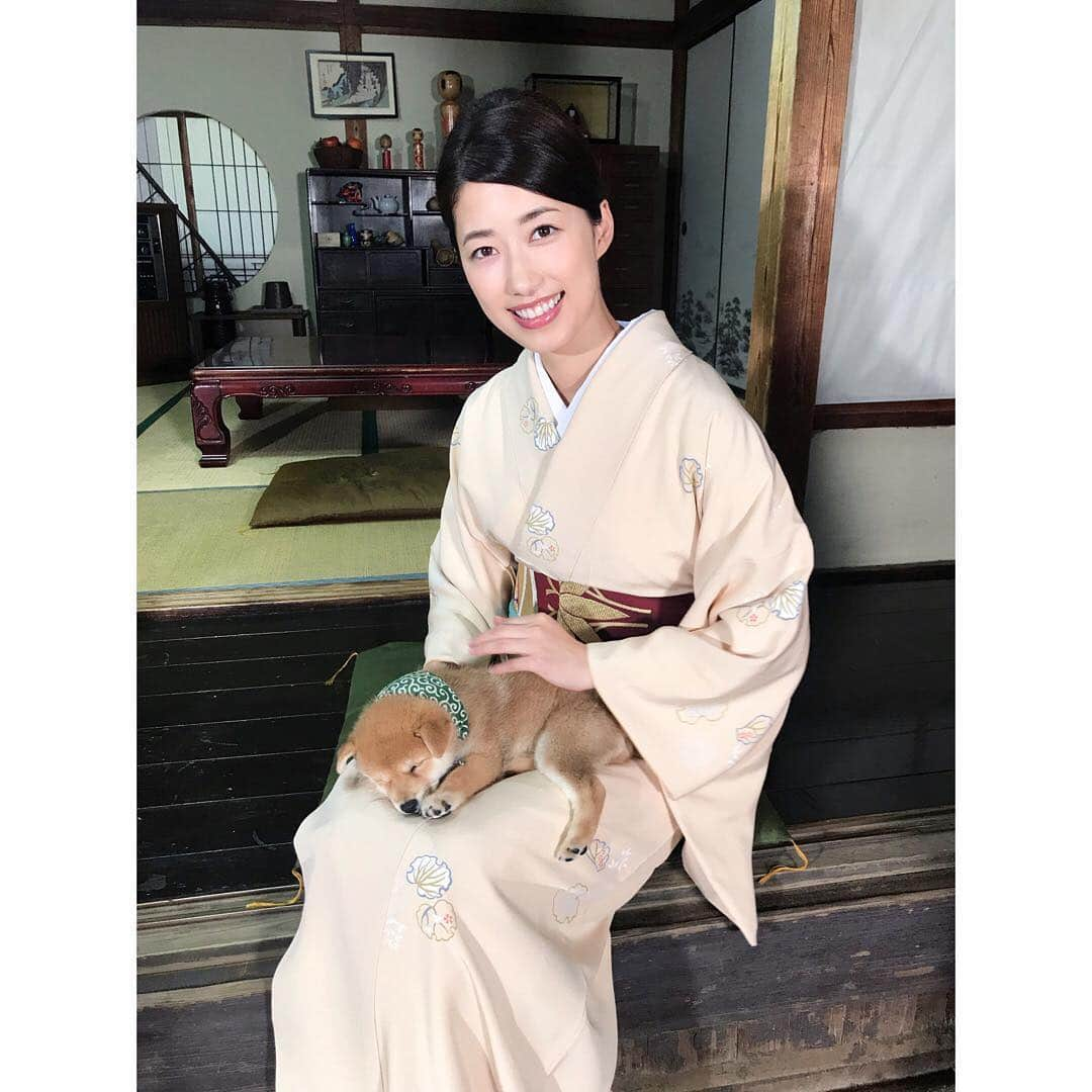 松本彩友美さんのインスタグラム写真 - (松本彩友美Instagram)「CM前の一瞬に私も写り込んでいる事があるのでよーくご覧下さい☺️ それと、新しい豆助フォトブックにも豆助と一緒に写っているそうです🐕 #二代目和風総本家 #和風総本家 #豆助 #柴犬 #唐草模様 #モデルオフィスg #modelofficeg #彩友美 #和装 #着物」1月12日 14時09分 - sayumi_g