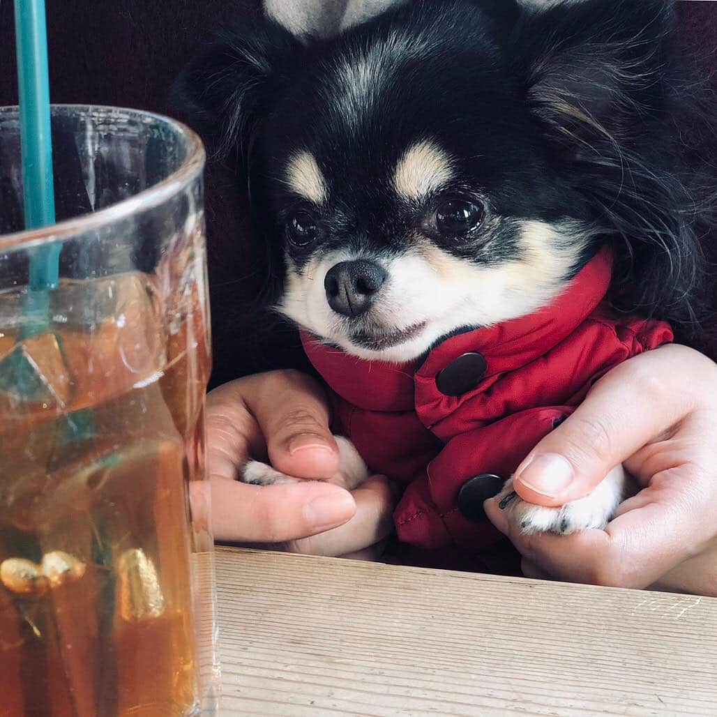 大政絢さんのインスタグラム写真 - (大政絢Instagram)「cafeに一緒に行った時🐶 肉球ずっと触らせてくれる…気持ちいい…♡ #ロングコートチワワ#愛犬」1月12日 14時46分 - aya_omasa_official