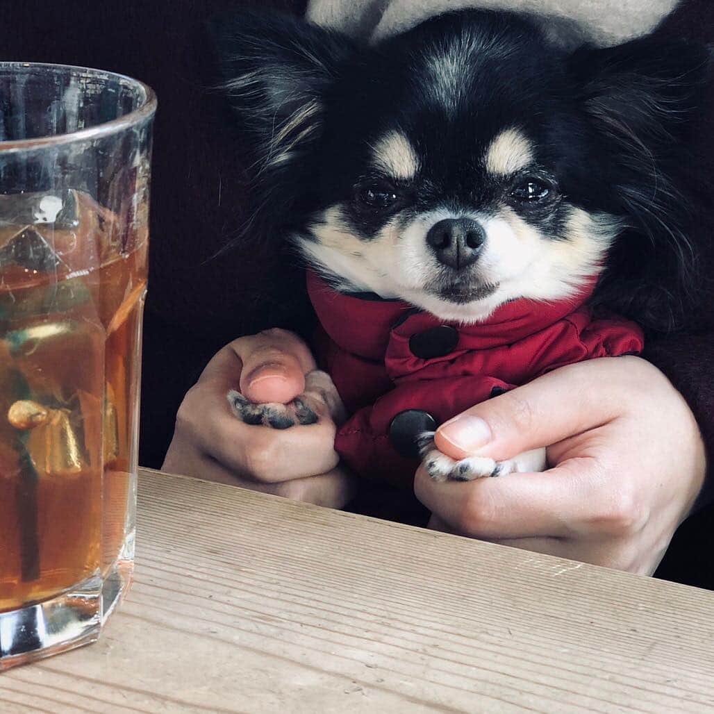 大政絢さんのインスタグラム写真 - (大政絢Instagram)「cafeに一緒に行った時🐶 肉球ずっと触らせてくれる…気持ちいい…♡ #ロングコートチワワ#愛犬」1月12日 14時46分 - aya_omasa_official