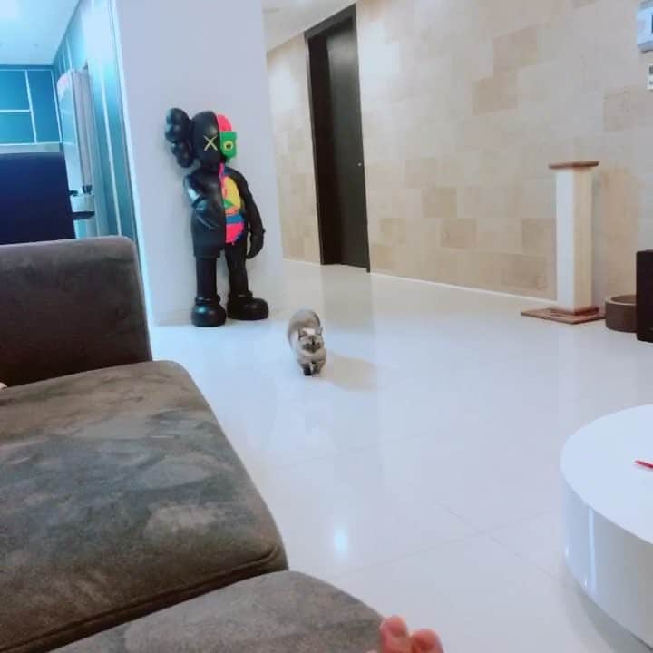 のインスタグラム：「말 잘듣는 쵸코💕」
