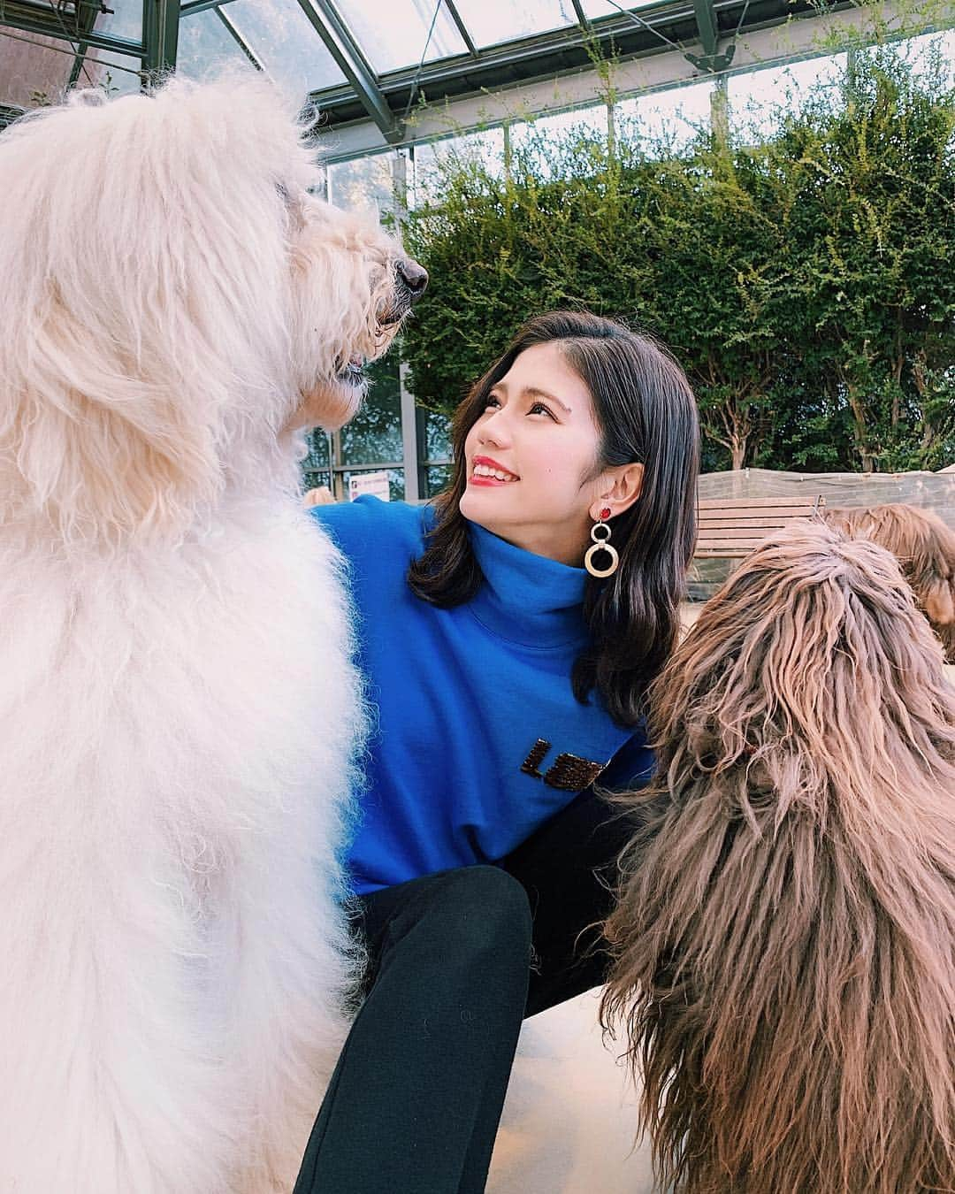 Marika Kajiwaraさんのインスタグラム写真 - (Marika KajiwaraInstagram)「わんちゃん天国🐩💕 大っきいわんちゃんと暮らすのが 昔っからの夢やからたまらん← ＊ とりあえずの投稿♡ また詳しく投稿します🤤💓 ＊ ＊ ＊ #オーストラリアンラブラドゥードル #ラブラドゥードル #レイクウッズガーデン #ひめはるの里 #千葉 #like #doog #instagood  #marika_trip」1月13日 12時30分 - marika__kw