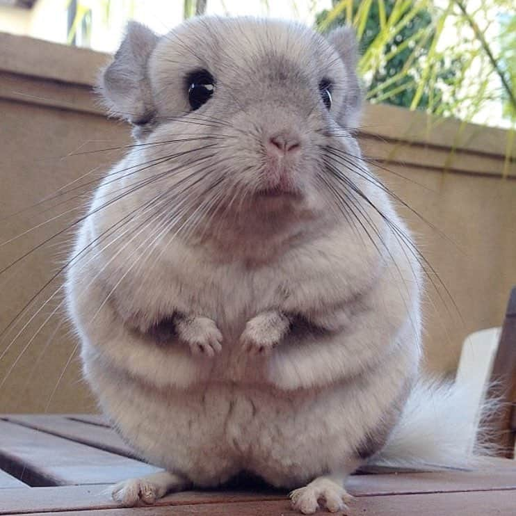 Mr. Bagelさんのインスタグラム写真 - (Mr. BagelInstagram)「Showing off those T-Rex 🦖 arms! #MrBagel #chinchilla 🐭」1月13日 8時03分 - chinnybuddy