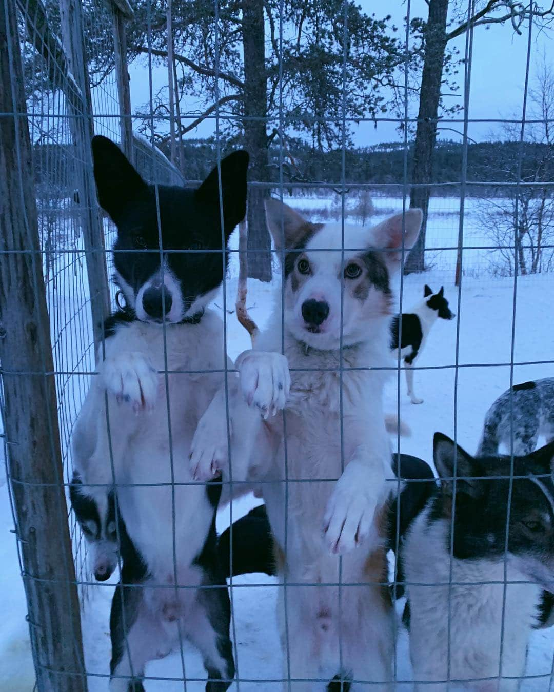 ローラさんのインスタグラム写真 - (ローラInstagram)「Came to Finland to visit a sanctuary for rescue dogs for a Japanese TV show. I hope more people focus on adopting animals instead of buying animals from pet shops 🌐 Dogs are like us! There is so much pureness in their eyes, hearts, and souls😌 フィンランドに、ある動物の番組の撮影できたんだ!  たくさんの人が保護犬、保護猫にもっとフォーカスする事で日本はもっと動物の愛にあふれる国になると思うんだ。今回はとても感動するストーリーなの。犬のピュアな目がなんだか心からずっとはなれない。。☺️詳細はまたかくね！！」1月13日 8時01分 - rolaofficial