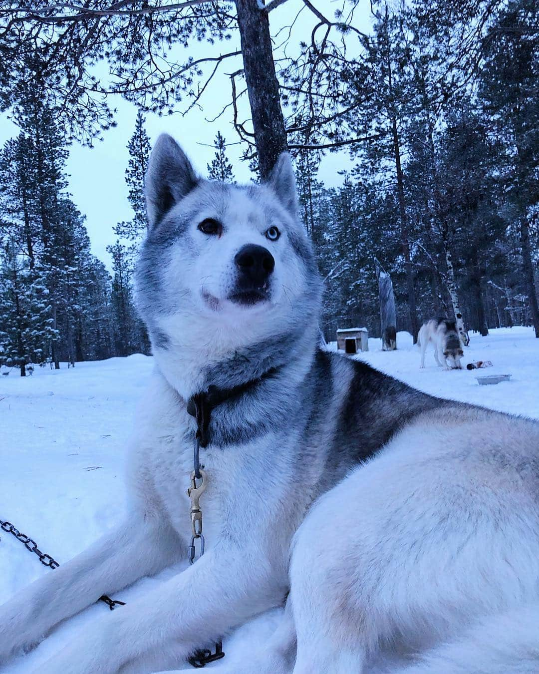 ローラさんのインスタグラム写真 - (ローラInstagram)「Came to Finland to visit a sanctuary for rescue dogs for a Japanese TV show. I hope more people focus on adopting animals instead of buying animals from pet shops 🌐 Dogs are like us! There is so much pureness in their eyes, hearts, and souls😌 フィンランドに、ある動物の番組の撮影できたんだ!  たくさんの人が保護犬、保護猫にもっとフォーカスする事で日本はもっと動物の愛にあふれる国になると思うんだ。今回はとても感動するストーリーなの。犬のピュアな目がなんだか心からずっとはなれない。。☺️詳細はまたかくね！！」1月13日 8時01分 - rolaofficial