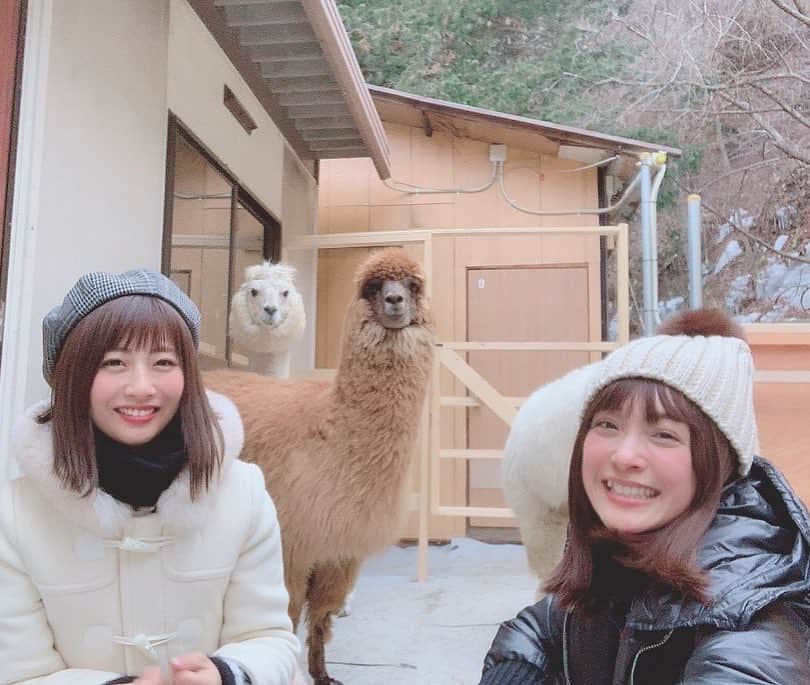 のインスタグラム：「アルパカ想像以上に毛が柔らかい✨色んな表情見せてくれたよ。可愛い💕 #女子旅 #アルパカ#instagood  #instadiary  #instalike #instamood  #ow #instapic #instaphoto #girl　#follow #followme  #japanesegirl  #古川真奈美 ちゃん #mihiro」