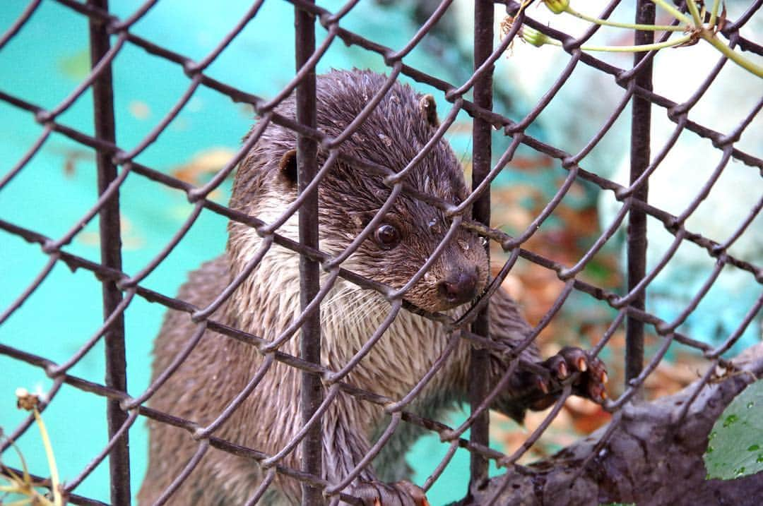 高橋優太のインスタグラム：「◆撮影データ更新◆  フェンス越しのカワウソ😊 手足の短さがキュート☺️ また何かをジッと見ています😆 #カワウソ #可愛い #カメラ男子  #カメラ好きな人と繋がりたい #ファインダー越しの私の世界  #写真好きな人と繋がりたい」