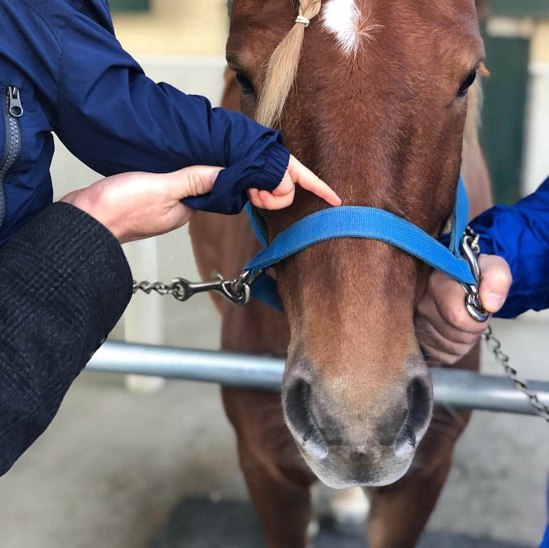 松丸友紀さんのインスタグラム写真 - (松丸友紀Instagram)「私が小さい時、よくポニーに乗りに行ったのを思い出し、家族でポニーのいるところへ。 たまたまふれあいイベントをやっていたので人参をあげたよ。 動物が大好きな息子はもっとあげたそうだった。 猫と同じでポニーにも鼻ポチしようとしてたのが笑えた😝 #1歳8ヶ月 #ポニー #次は乗れるといいね」1月13日 20時43分 - yuki_matsumaru