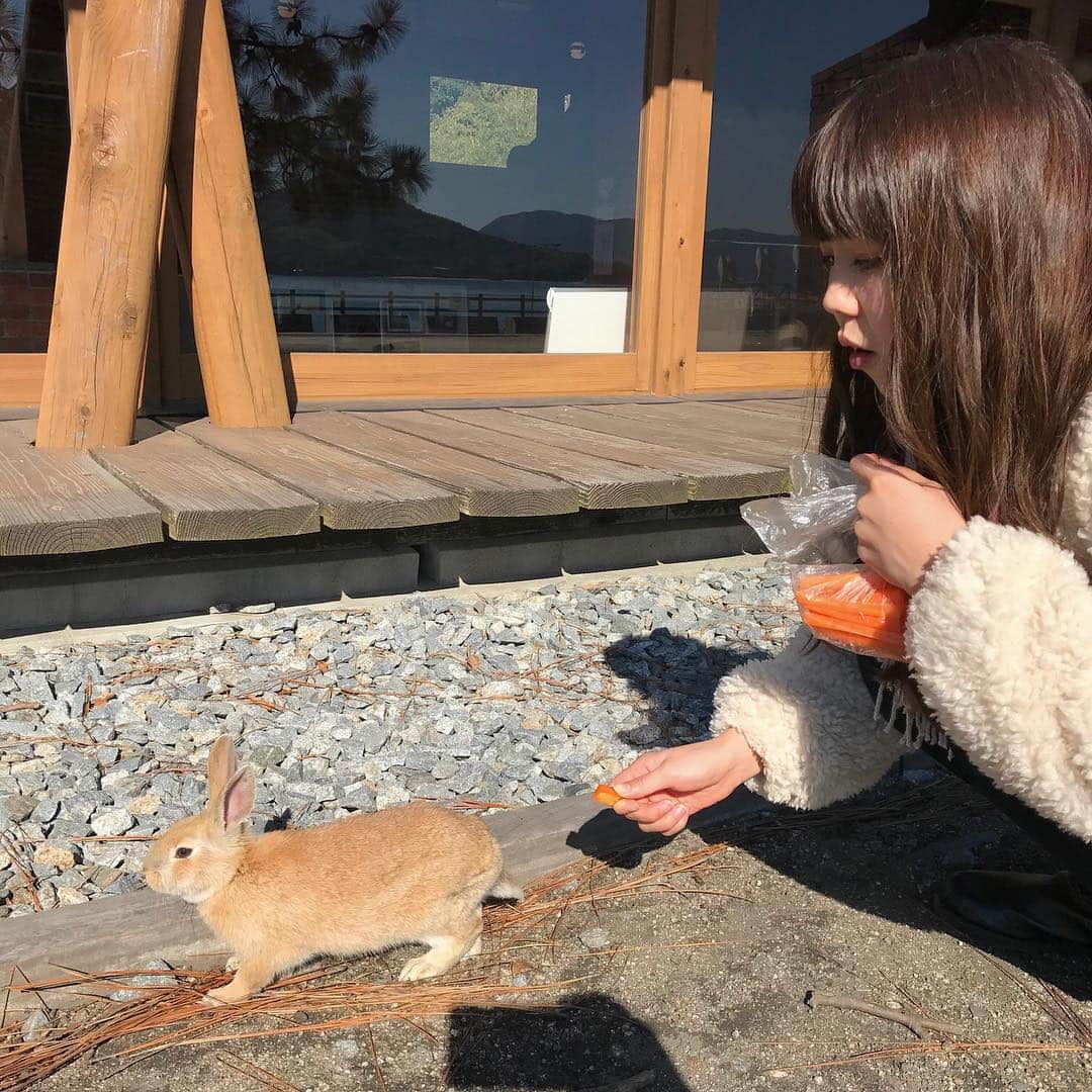 のインスタグラム：「🐰 . お、おーーいっ、！ . #うさぎとわたし #正解の順番は #4→1→2→3 #4コマ漫画 . #うさぎ #うさぎ島 #兎島 #大久野島 #大久野島のうさぎさん #広島 #広島旅行 #広島観光 #弾丸旅行 #Hiroshima」