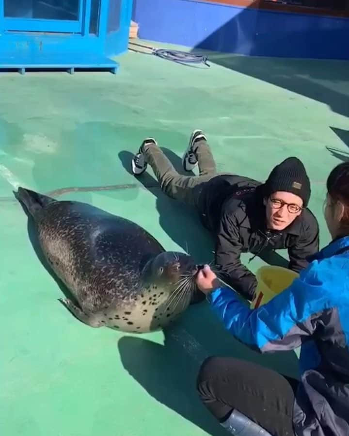 柴田英嗣のインスタグラム：「アザラシ  #アザラシと添い寝 #ゴロゴロしてみた #俺の方が回転綺麗 #俺の方が従順 #次は何と添い寝しようかな #後寒い」