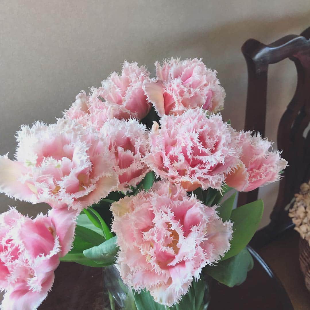 畑野ひろ子のインスタグラム：「咲いた咲いた！ チューリップ😍  #flower #flowers #チューリップ #八重咲き #フリル #クイーンズランド」