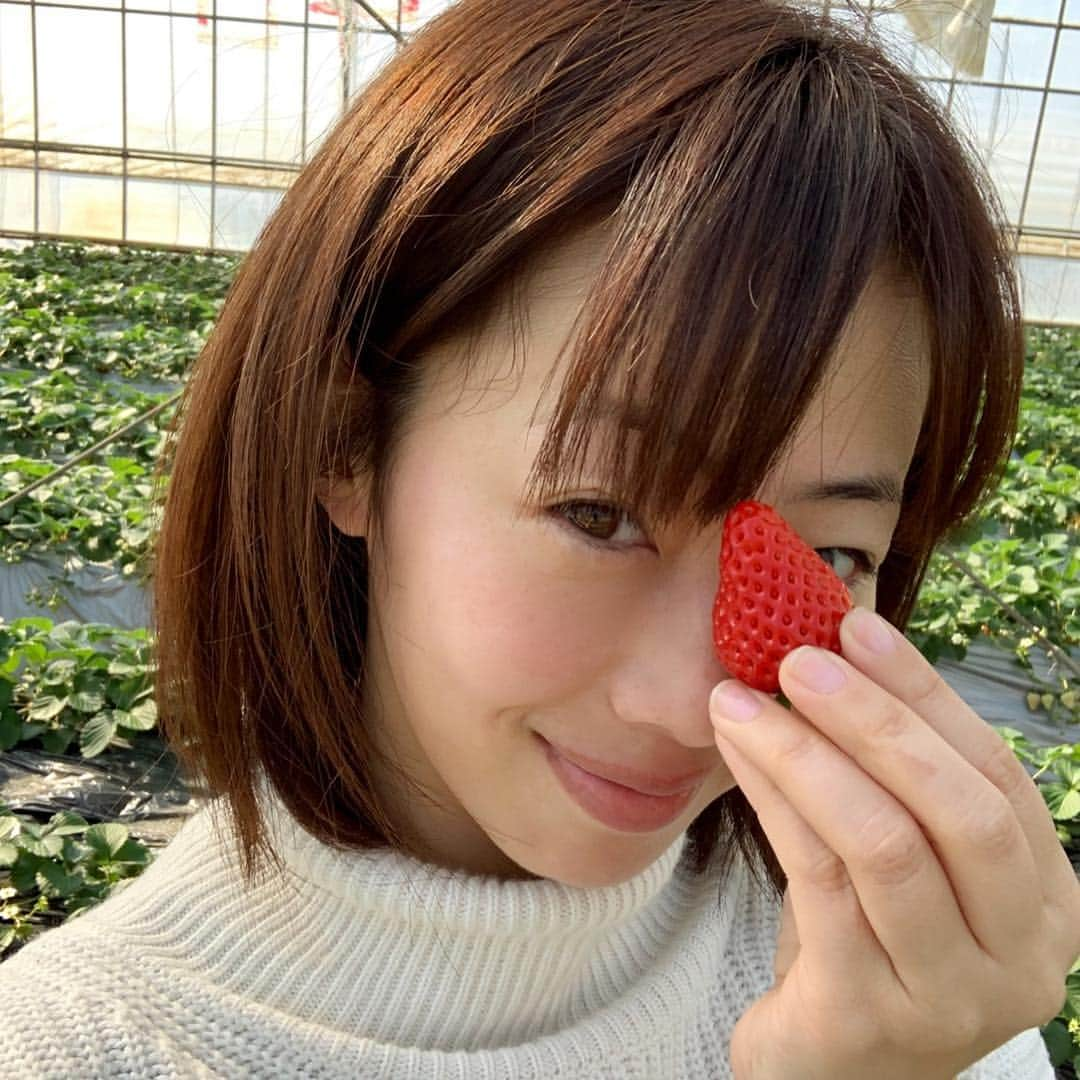 井上和香さんのインスタグラム写真 - (井上和香Instagram)「. 横須賀までいちご狩りへ🍓 久しぶり過ぎて、子供よりはしゃいじゃった。笑 . #いちご狩り #横須賀 #津久井浜観光農園」1月14日 19時12分 - inoue_waka