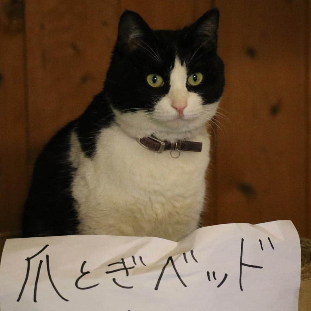 Nyankichi Noranekoさんのインスタグラム写真 - (Nyankichi NoranekoInstagram)「大河ドラマ「いだてん」のロケ地からも近い、熊本県山鹿市平山温泉 貸切露天家族風呂でとても素敵な風月にお邪魔してきたにゃり♨️ 風月では保護された猫ちゃんたちがお出迎えしてくれるのでぜひ行ってみて下さいにゃり👍 http://fu-getu.com/fugetu.html  #猫 #고양이 #แมว #貓 #кошка #qata #chat #ニャンスタグラム #熊本県 #ねこ部 #旅猫 #動物 #熊本 #ねこのきもち #ニャン吉 #にゃらん #kawaii #保護猫 #平山温泉 #japan #風月 #ねこ #seekor #ネコ #動物 #大河ドラマ #いだてん #湯処風月 #山鹿 #山鹿市」1月14日 19時14分 - noraneko_nyankichi
