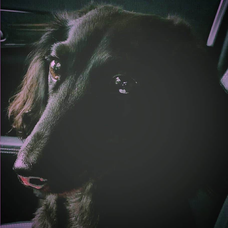のインスタグラム：「LICHTだよ🐶お久しぶりゎん⤴︎ 今日は… #NHKEテレ#100de名著風と共に去りぬ 午後10時25分～10時50分 ＜再放送＞水曜日／午前5時30分～5時55分、午後0時～0時25分 http://www.nhk.or.jp/meicho/ だよっ🐾 今日はどんなストーリーになるかな。。 ぜひご覧下さい🐶 ママはわらび餅と西湖食べてるよ⤴︎ ちょっと欲しいな。。。❤️ 僕は風共を見るとなぜか吠えてしまうの。 なんでだろ。。」