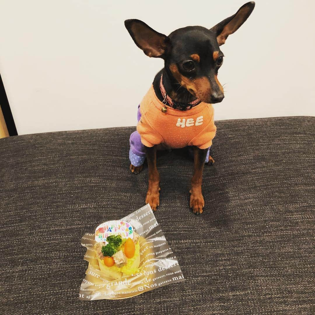 馬淵優佳さんのインスタグラム写真 - (馬淵優佳Instagram)「Happy 1st birthday❤️ 最近グッと大きくなって凛々しくなったけどやっぱりまだまだ甘えん坊🐶 トイレは全く失敗しなくなったけど、なんでも食べちゃう癖は治らず…笑 いっぱい怒っちゃうけどなんだかんだ可愛い家族です🥰 #愛犬#ミニピン#1歳#家族#誕生日」1月14日 22時49分 - mabu0205