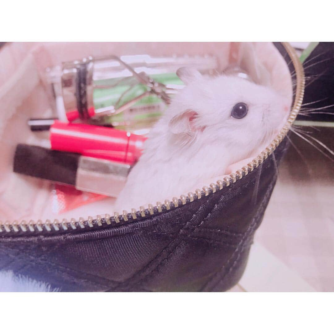 白戸遥のインスタグラム：「今日は朝からおもちと仲良しだった♡ #hamster #hamstagram #hammy  #dwarfhamster #hamstergram #petstagram #fluffy#smallanimal#hamsterlife #hamsterlove  #ハムスター部 #ハムスタグラム #ハムスター #はむすたぐらむ #햄스터 #仓鼠的日常 #仓鼠  #白戸家 #はるちゃん  #かわいい  #followｍe #ハムスター好きな人と繋がりたい #ハムスターのいる生活  #おもち #おうち #お気に入り #house #もこもこ #ポーチ #コスメ」