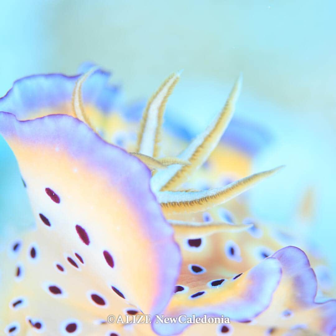 alize 「アリゼ」のインスタグラム：「#オトヒメウミウシ  @alizedive  #underwatermarco #divermag #underwaterphotography #uwphotographer #instadive #water_of_our_world #scubadiving #instagramjapan #lascuba #total_underwater #underwaterworld #marcophotography #divepix #kings_underwater #sportdivermag #discoverocean #sucubadivingmag #underwaterlife #alizedive #水中写真 #ニューカレドニア #ウミウシ #水中マクロ」